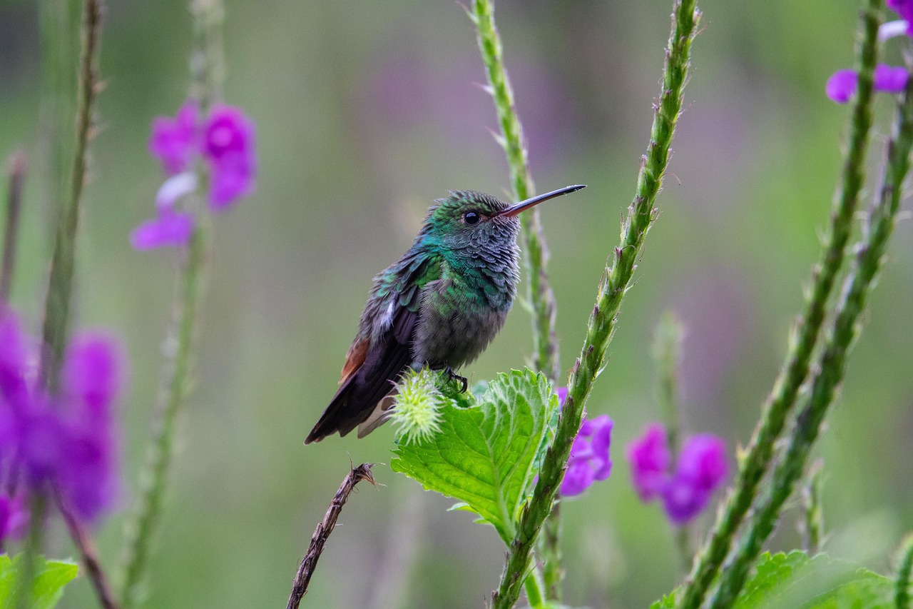 Oiseau tropical du Costa Rica. (Photo: tedw de Pixabay)